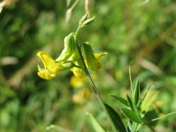 Fotografia da espécie Lathyrus pratensis