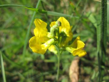 Fotografia da espécie Lathyrus pratensis