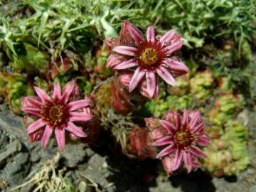 Fotografia da espécie Sempervivum vicentei