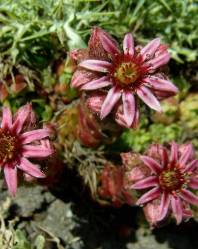 Fotografia de capa Sempervivum vicentei - do Jardim Botânico