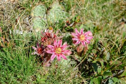 Fotografia da espécie Sempervivum vicentei