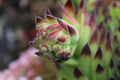 Fotografia da espécie Sempervivum vicentei