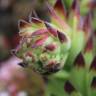 Fotografia 3 da espécie Sempervivum vicentei do Jardim Botânico UTAD