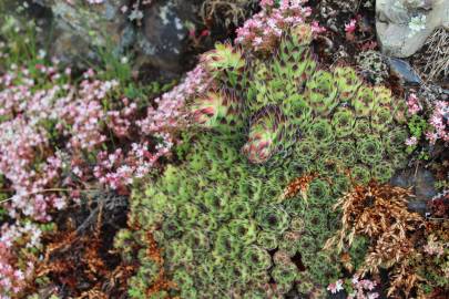 Fotografia da espécie Sempervivum vicentei