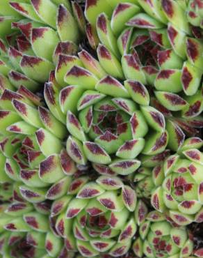 Fotografia 5 da espécie Sempervivum vicentei no Jardim Botânico UTAD