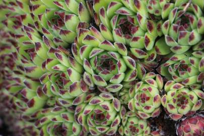 Fotografia da espécie Sempervivum vicentei