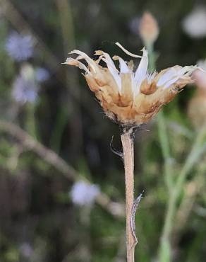 Fotografia 1 da espécie Centaurea alba subesp. alba no Jardim Botânico UTAD