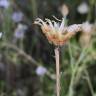 Fotografia 1 da espécie Centaurea alba subesp. alba do Jardim Botânico UTAD