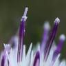 Fotografia 5 da espécie Centaurea alba subesp. alba do Jardim Botânico UTAD