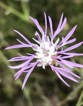 Fotografia 6 da espécie Centaurea alba subesp. alba no Jardim Botânico UTAD