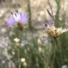 Fotografia 8 da espécie Centaurea alba subesp. alba do Jardim Botânico UTAD