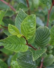 Fotografia da espécie Rhamnus alpina