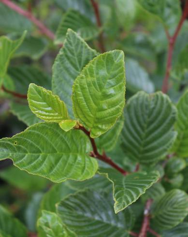 Fotografia de capa Rhamnus alpina subesp. alpina - do Jardim Botânico