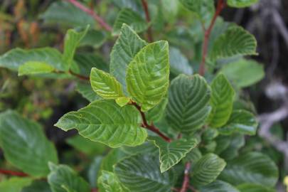 Fotografia da espécie Rhamnus alpina subesp. alpina