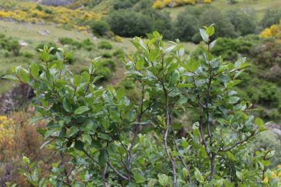 Fotografia da espécie Rhamnus alpina subesp. alpina