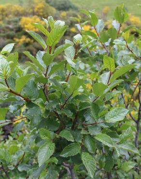 Fotografia 3 da espécie Rhamnus alpina subesp. alpina no Jardim Botânico UTAD