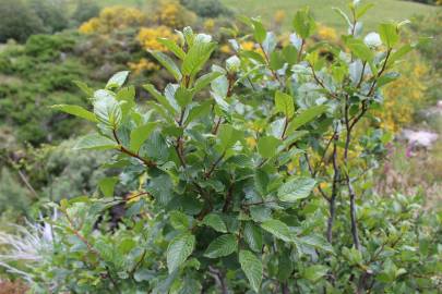 Fotografia da espécie Rhamnus alpina subesp. alpina