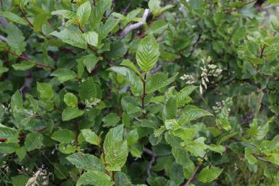 Fotografia da espécie Rhamnus alpina subesp. alpina