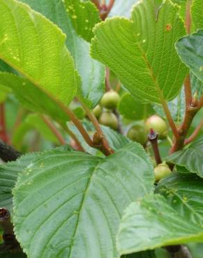 Fotografia 5 da espécie Rhamnus alpina subesp. alpina no Jardim Botânico UTAD