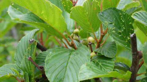 Fotografia da espécie Rhamnus alpina subesp. alpina