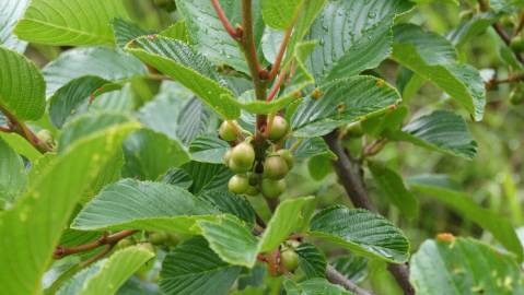 Fotografia da espécie Rhamnus alpina subesp. alpina