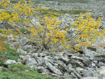 Fotografia da espécie Rhamnus alpina subesp. alpina