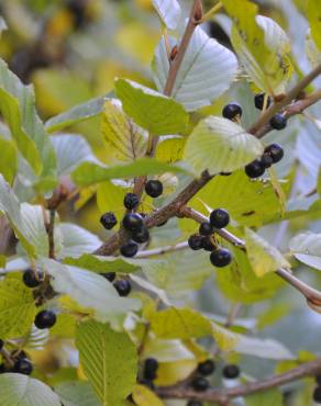 Fotografia 8 da espécie Rhamnus alpina subesp. alpina no Jardim Botânico UTAD