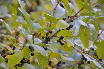 Fotografia da espécie Rhamnus alpina subesp. alpina