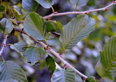 Fotografia da espécie Rhamnus alpina subesp. alpina