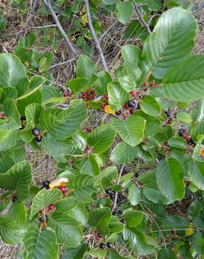 Fotografia 10 da espécie Rhamnus alpina subesp. alpina no Jardim Botânico UTAD