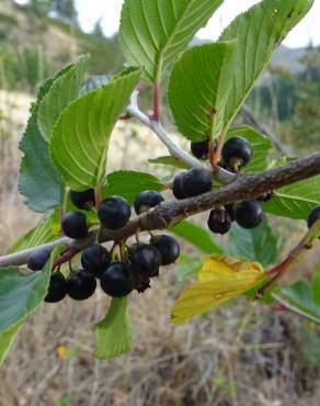 Fotografia 11 da espécie Rhamnus alpina subesp. alpina no Jardim Botânico UTAD