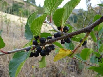 Fotografia da espécie Rhamnus alpina subesp. alpina