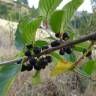 Fotografia 11 da espécie Rhamnus alpina subesp. alpina do Jardim Botânico UTAD