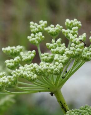 Fotografia 1 da espécie Ligusticum lucidum no Jardim Botânico UTAD