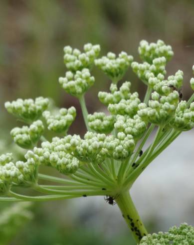 Fotografia de capa Ligusticum lucidum - do Jardim Botânico