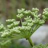 Fotografia 1 da espécie Ligusticum lucidum do Jardim Botânico UTAD