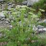 Fotografia 5 da espécie Ligusticum lucidum do Jardim Botânico UTAD