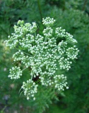 Fotografia 8 da espécie Ligusticum lucidum no Jardim Botânico UTAD