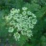 Fotografia 8 da espécie Ligusticum lucidum do Jardim Botânico UTAD