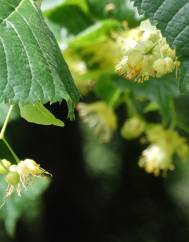 Tilia platyphyllos