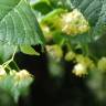 Fotografia 1 da espécie Tilia platyphyllos do Jardim Botânico UTAD