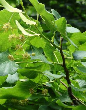 Fotografia 3 da espécie Tilia platyphyllos no Jardim Botânico UTAD