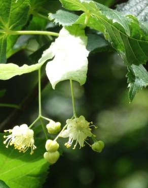 Fotografia 4 da espécie Tilia platyphyllos no Jardim Botânico UTAD