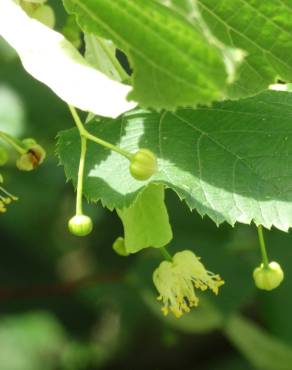 Fotografia 6 da espécie Tilia platyphyllos no Jardim Botânico UTAD