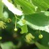 Fotografia 6 da espécie Tilia platyphyllos do Jardim Botânico UTAD