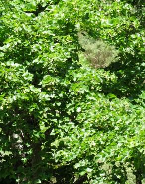 Fotografia 7 da espécie Tilia platyphyllos no Jardim Botânico UTAD