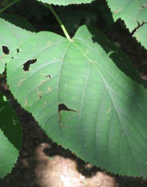 Fotografia 10 da espécie Tilia platyphyllos no Jardim Botânico UTAD