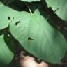 Fotografia 10 da espécie Tilia platyphyllos do Jardim Botânico UTAD