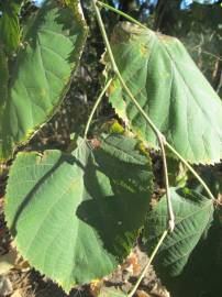 Fotografia da espécie Tilia platyphyllos