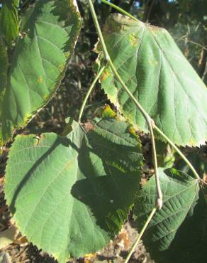 Fotografia 11 da espécie Tilia platyphyllos no Jardim Botânico UTAD